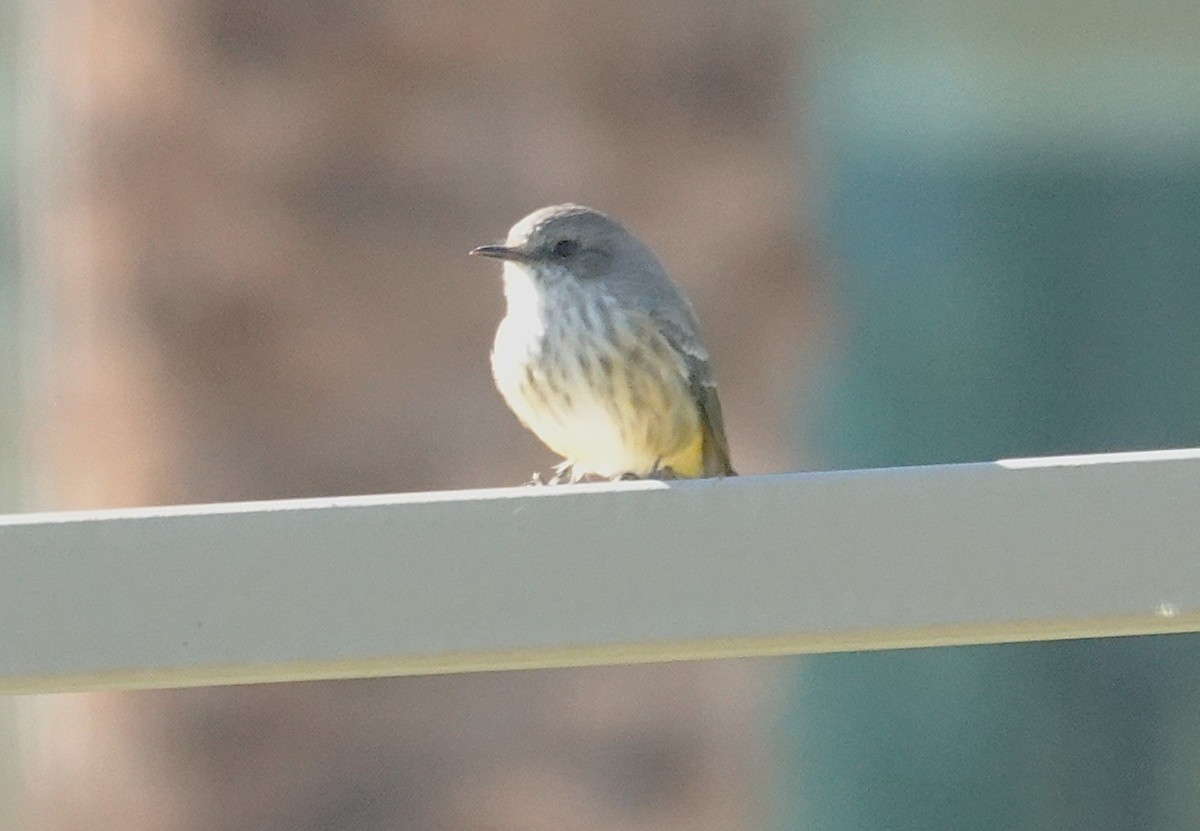 Vermilion Flycatcher - ML643843537
