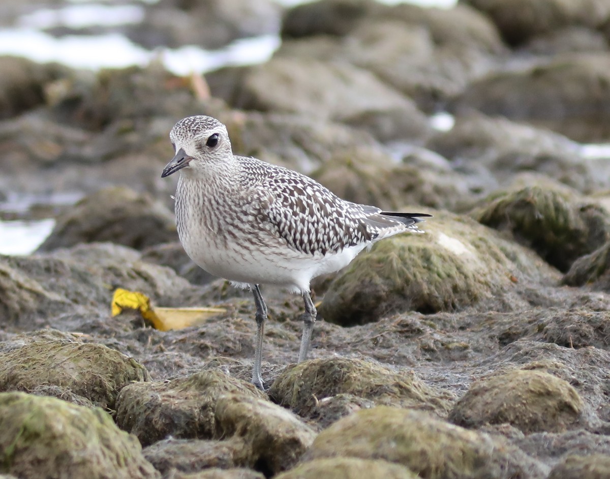 Black-bellied Plover - ML643843560
