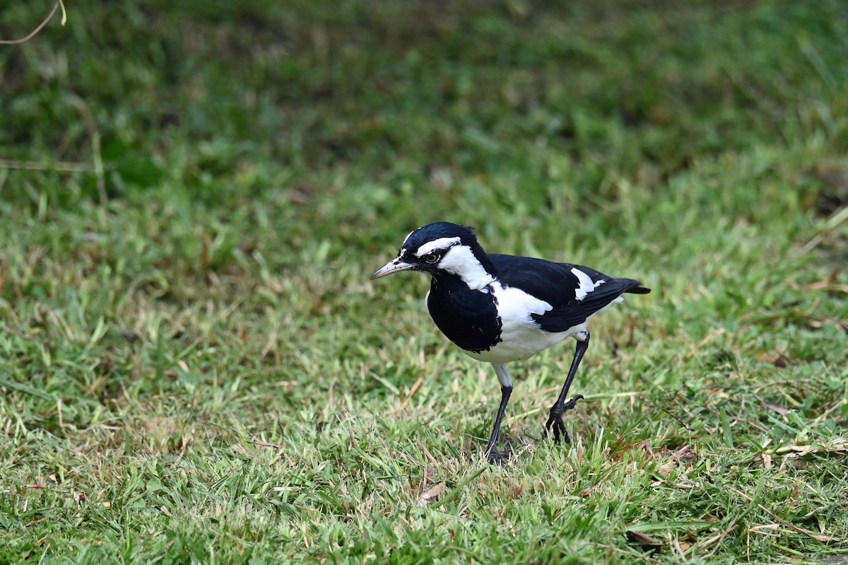 Magpie-lark - ML643843562