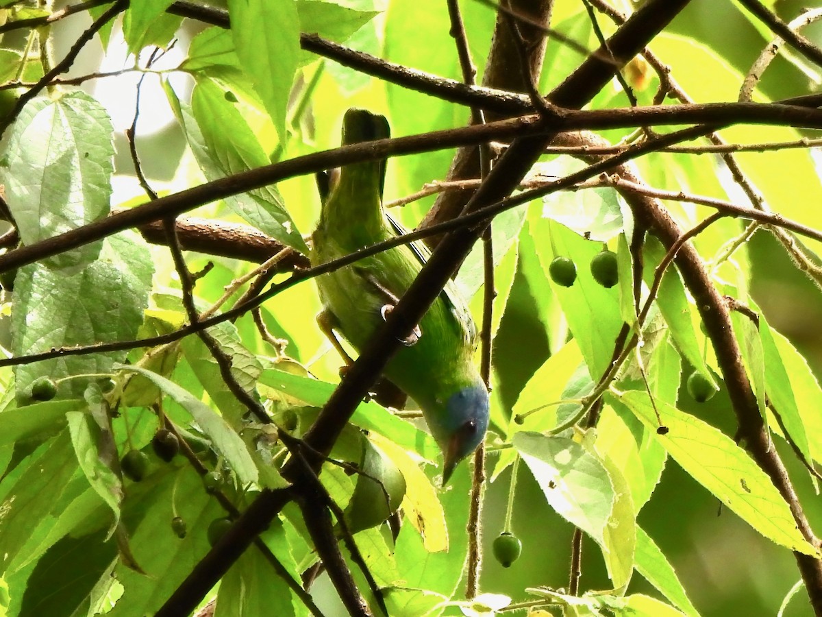 Blue Dacnis - ML643843564