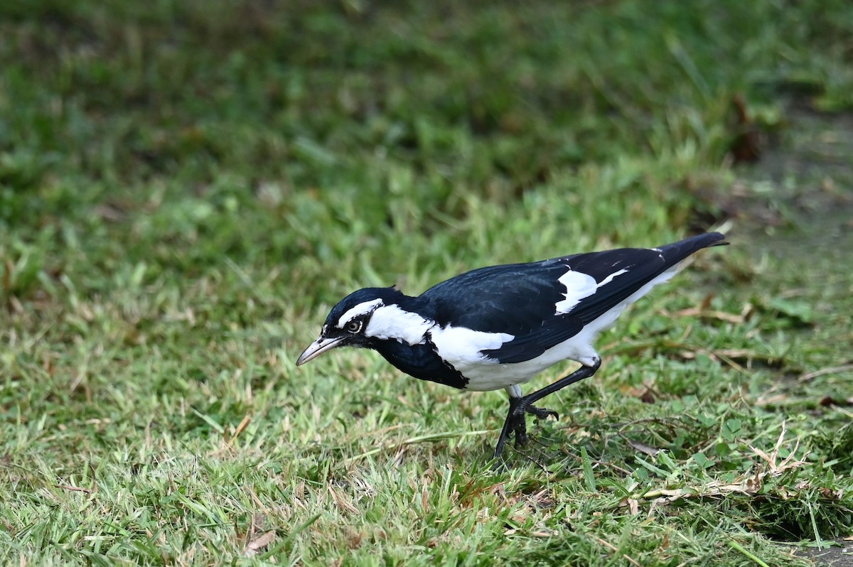 Magpie-lark - ML643843569