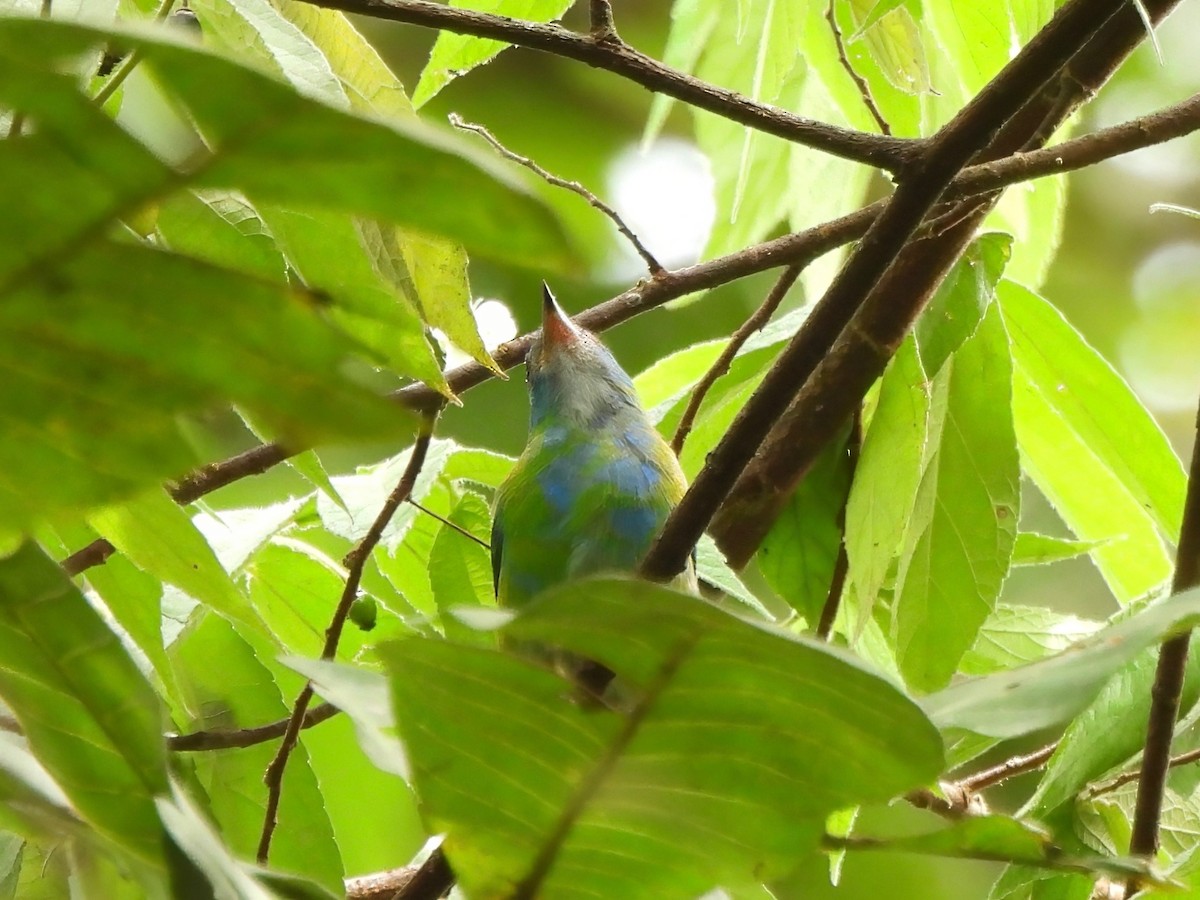 Blue Dacnis - ML643843571
