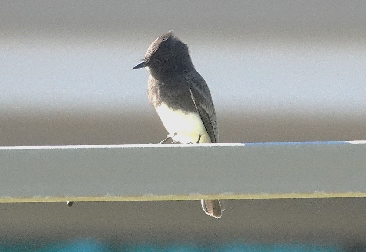 Black Phoebe - ML643843574