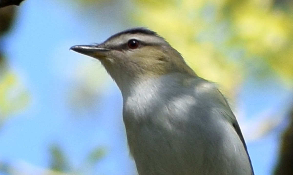 Rotaugenvireo - ML643843577