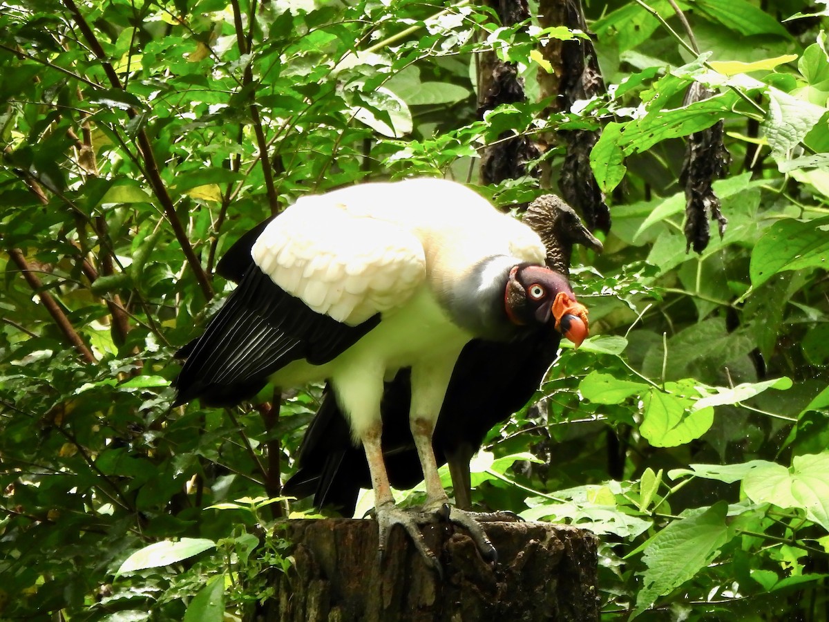 King Vulture - ML643843598