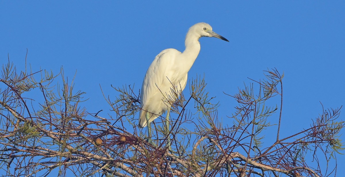 Little Blue Heron - ML643843600