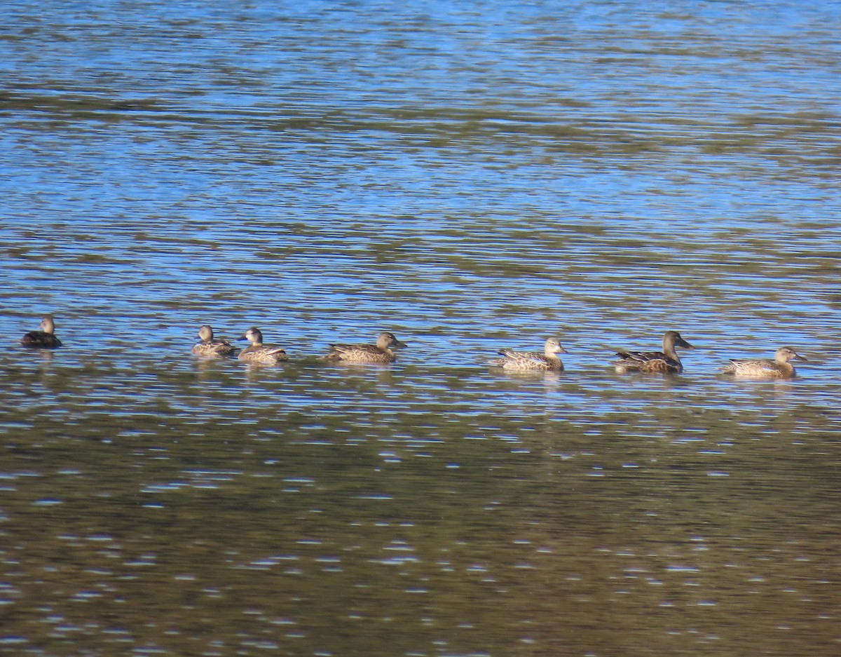 Blue-winged Teal - ML643843605
