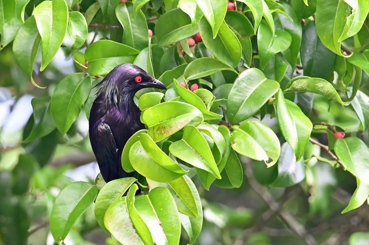 Metallic Starling - ML643843616