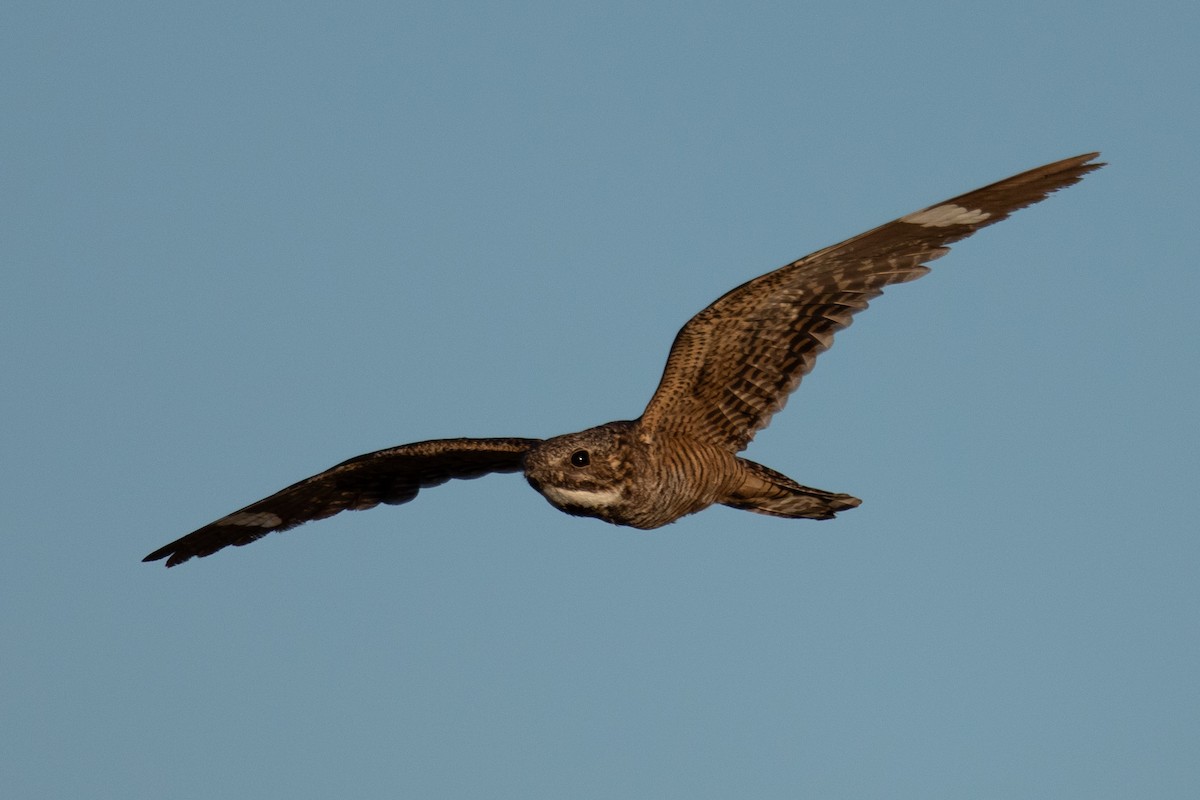 Lesser Nighthawk - ML643843618