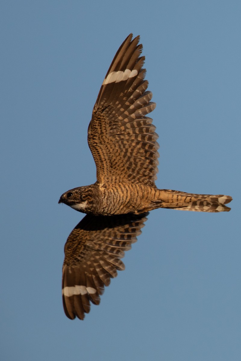 Lesser Nighthawk - ML643843620