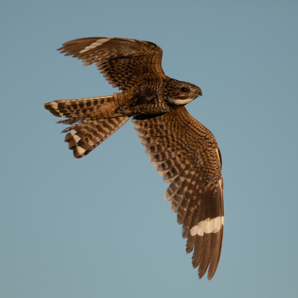 Lesser Nighthawk - ML643843621