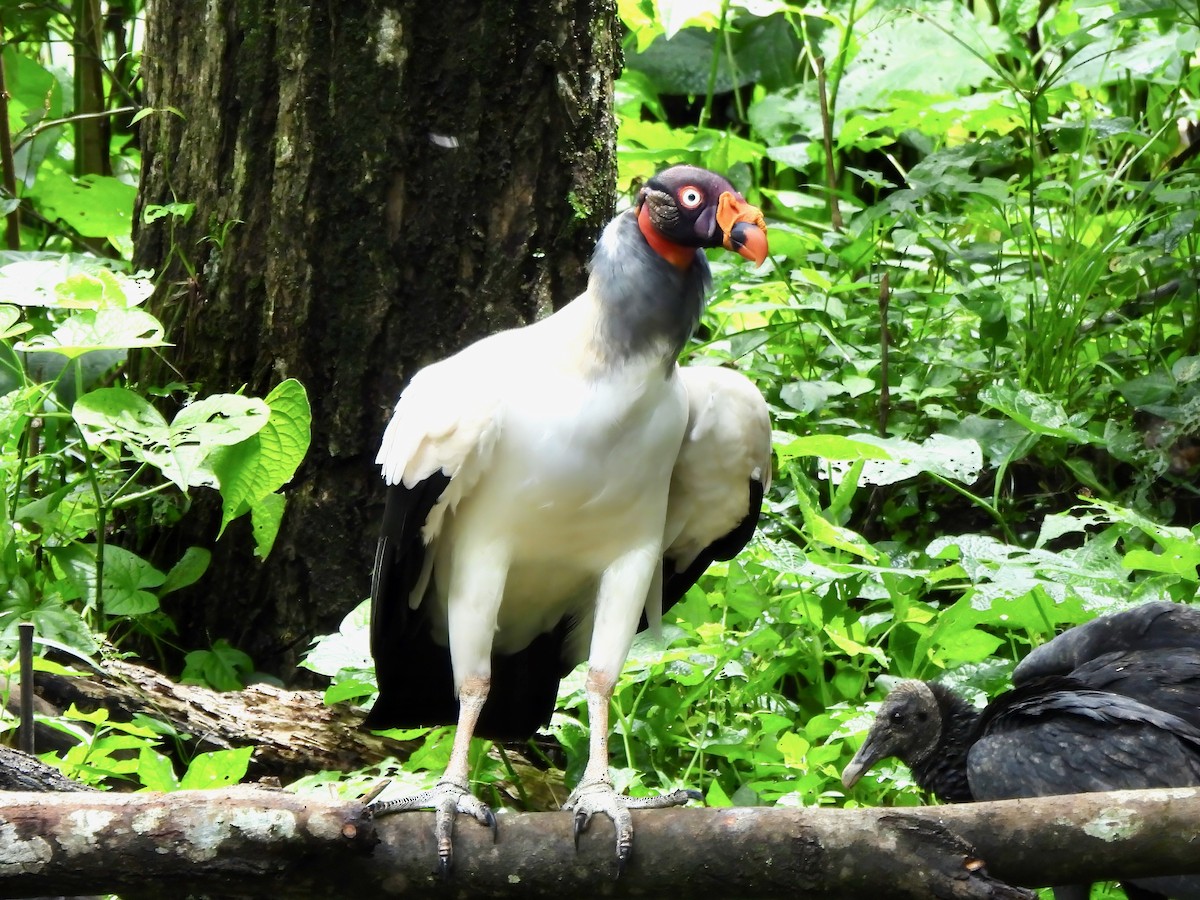 King Vulture - ML643843626