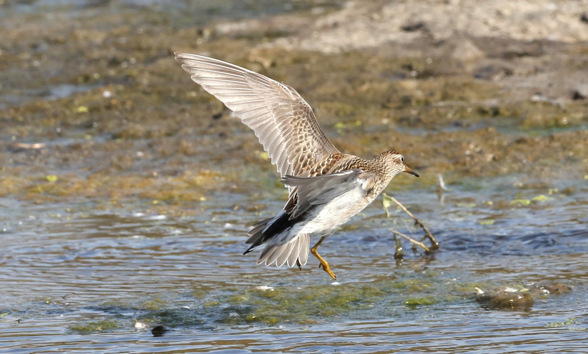 Graubrust-Strandläufer - ML643843627