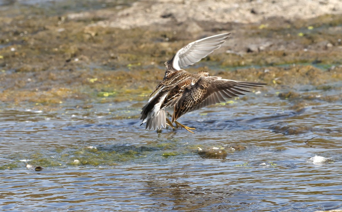 Graubrust-Strandläufer - ML643843628