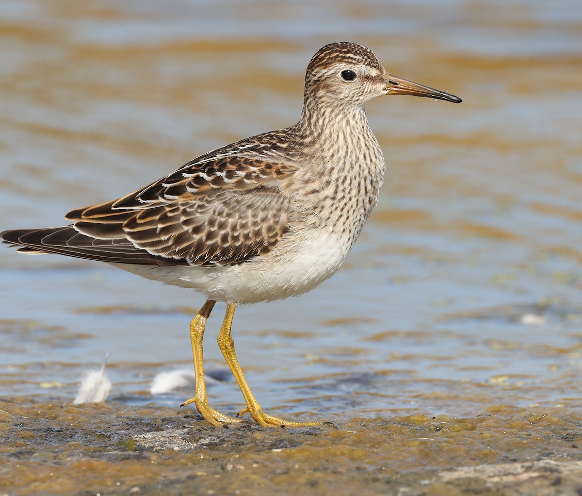 Graubrust-Strandläufer - ML643843629