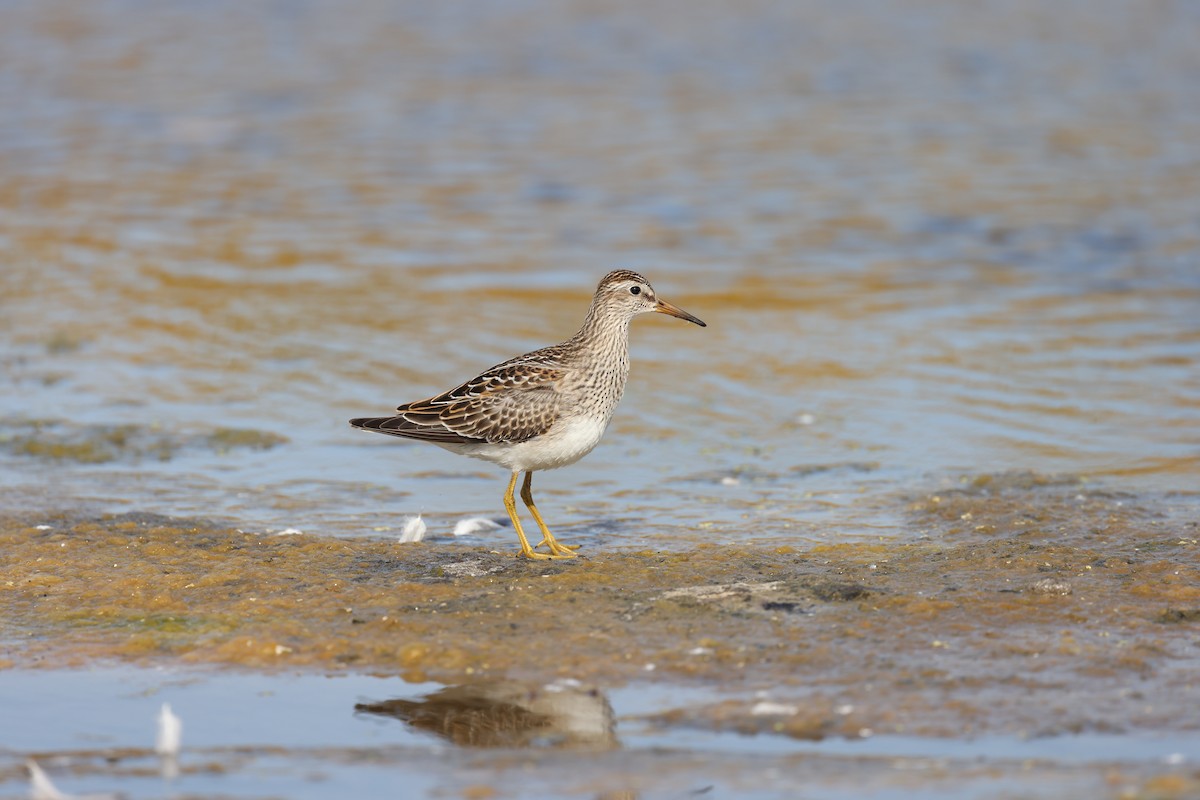 Graubrust-Strandläufer - ML643843630