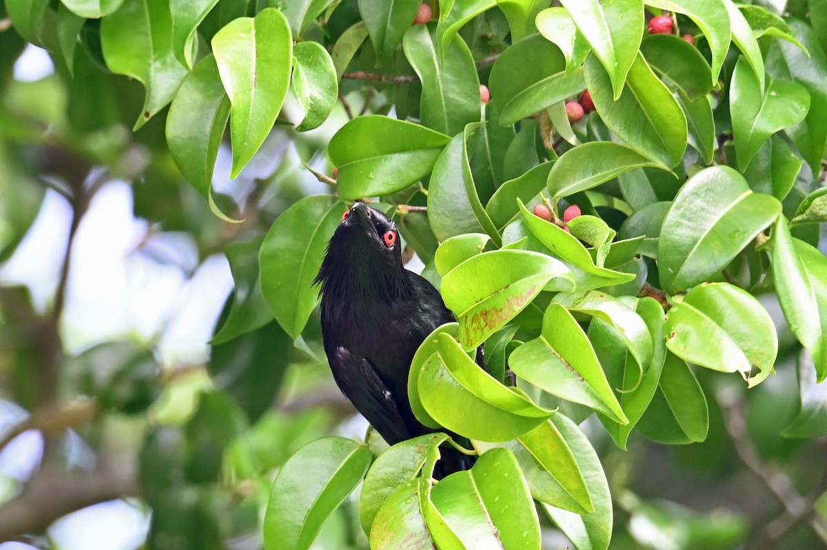 Metallic Starling - ML643843631