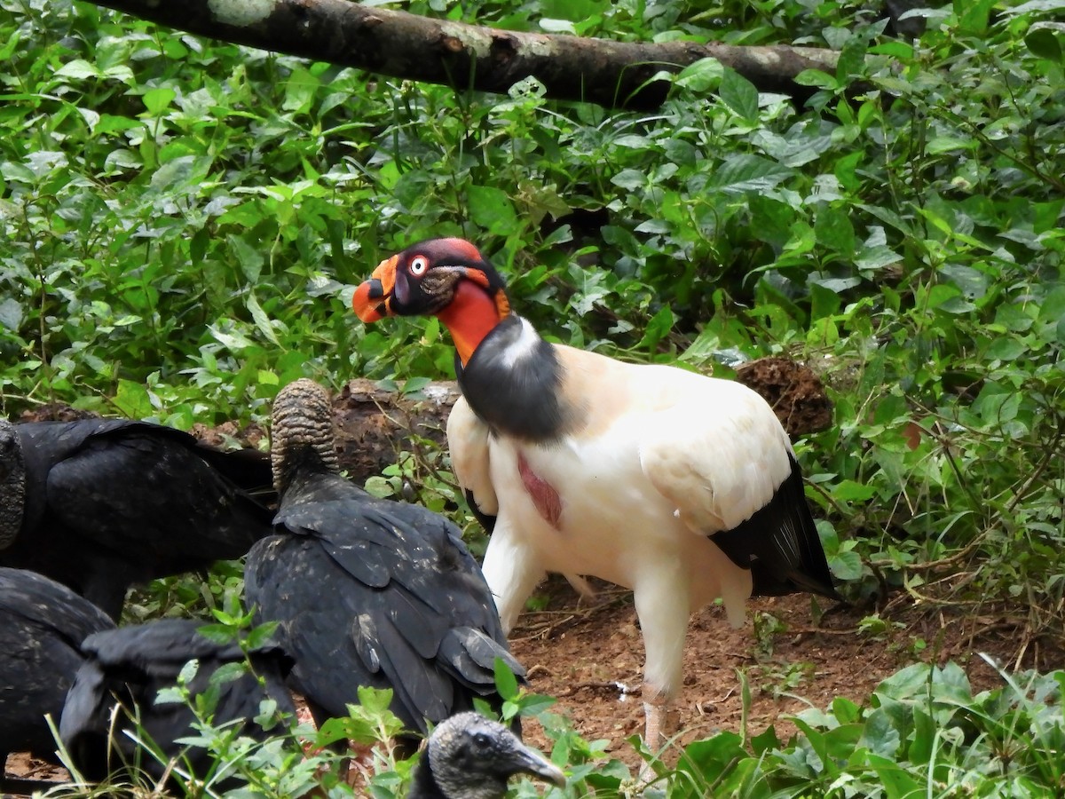 King Vulture - ML643843635