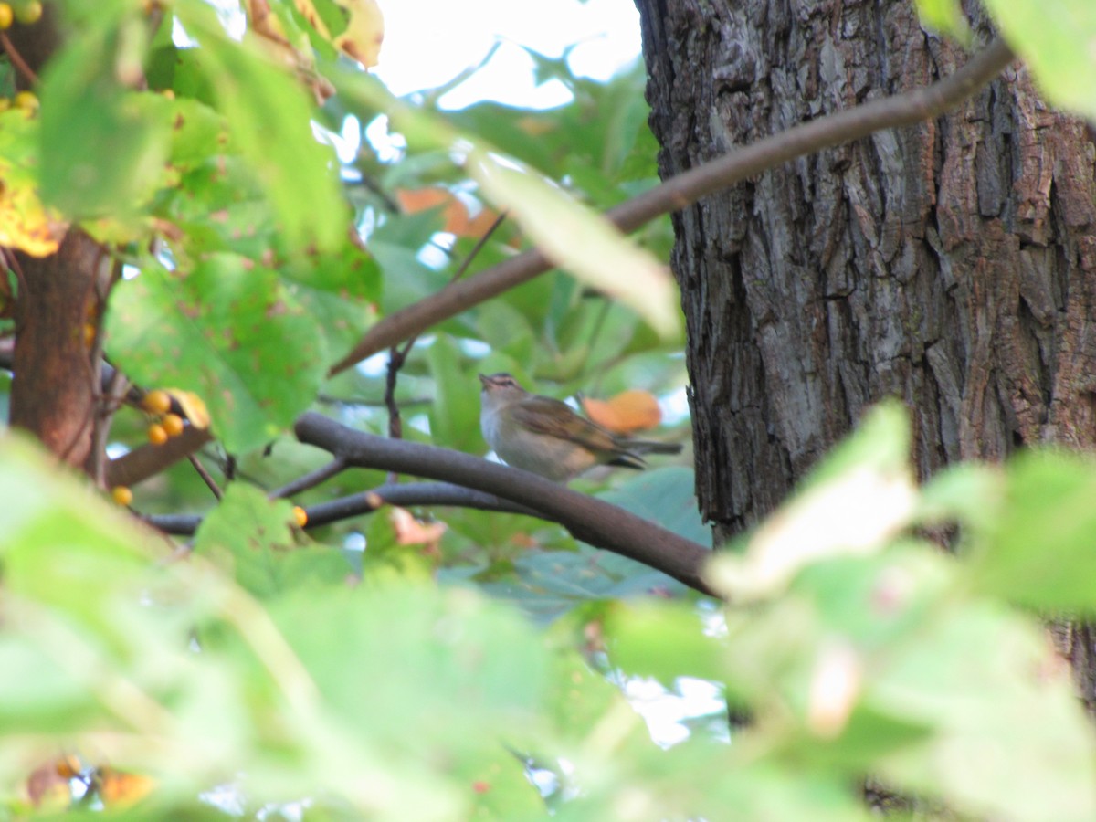 Rotaugenvireo - ML643843639