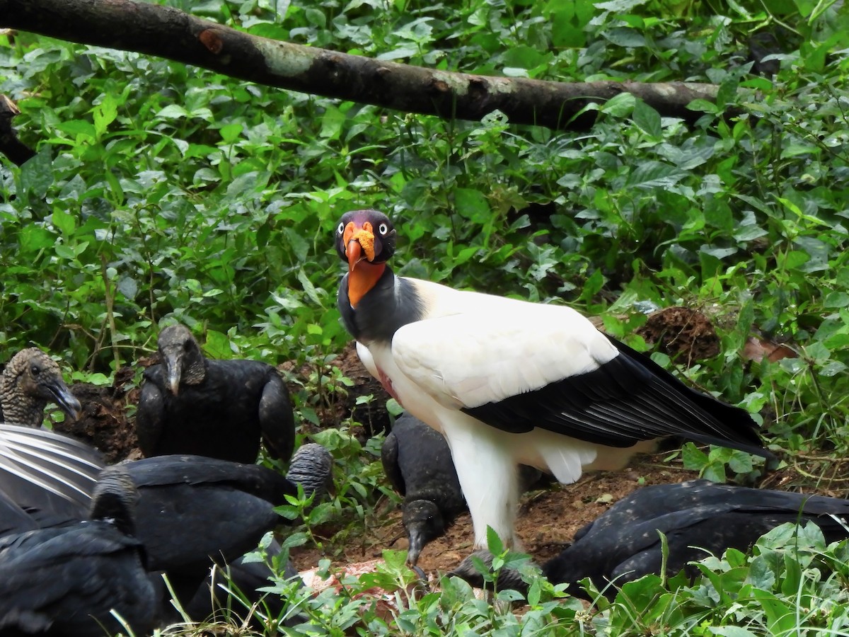 King Vulture - ML643843648