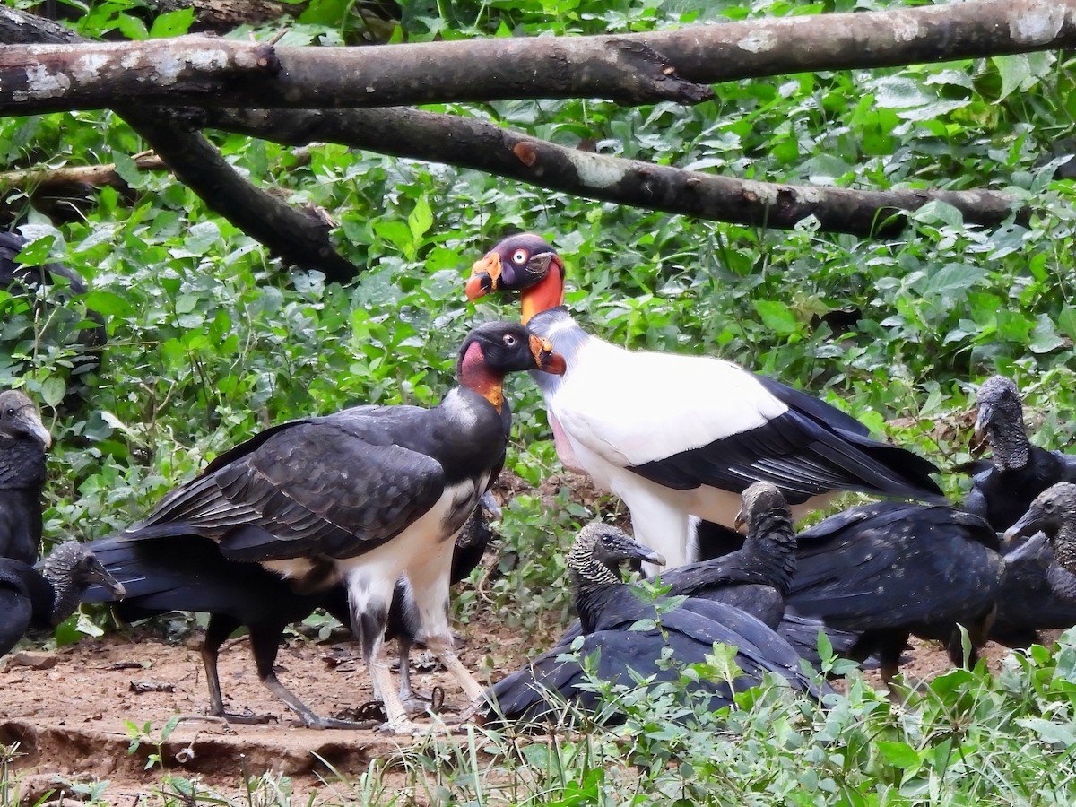 King Vulture - ML643843653