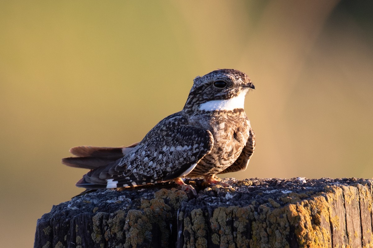 Lesser Nighthawk - ML643843655
