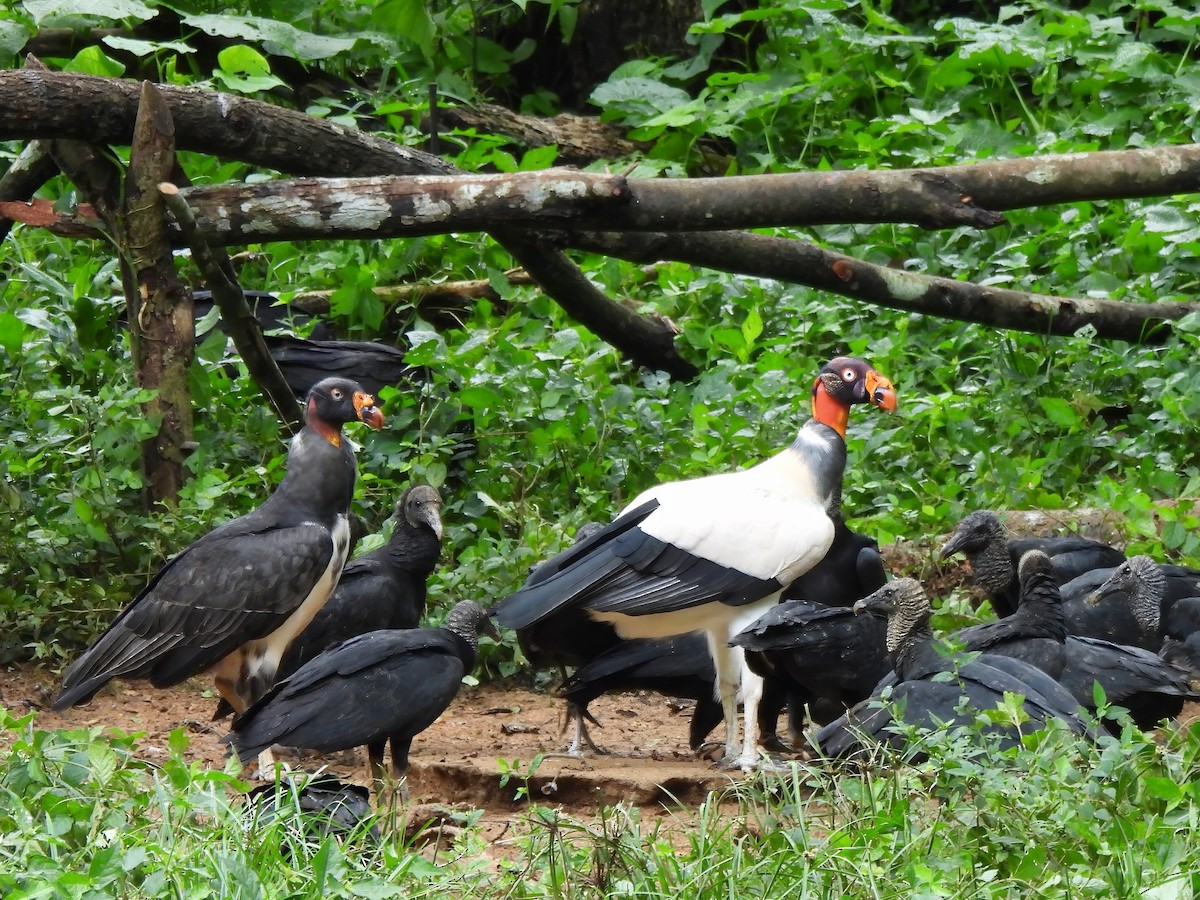 King Vulture - ML643843661