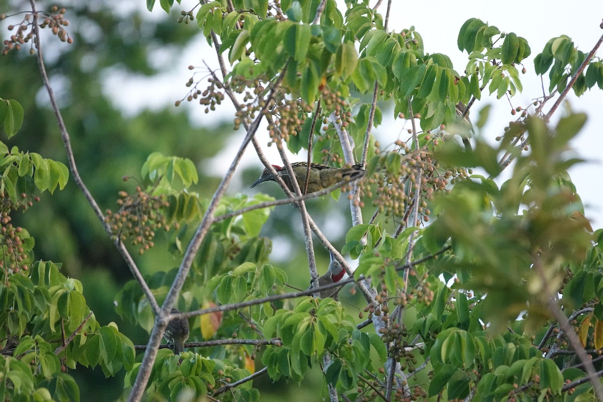 Hispaniolan Woodpecker - ML643843664