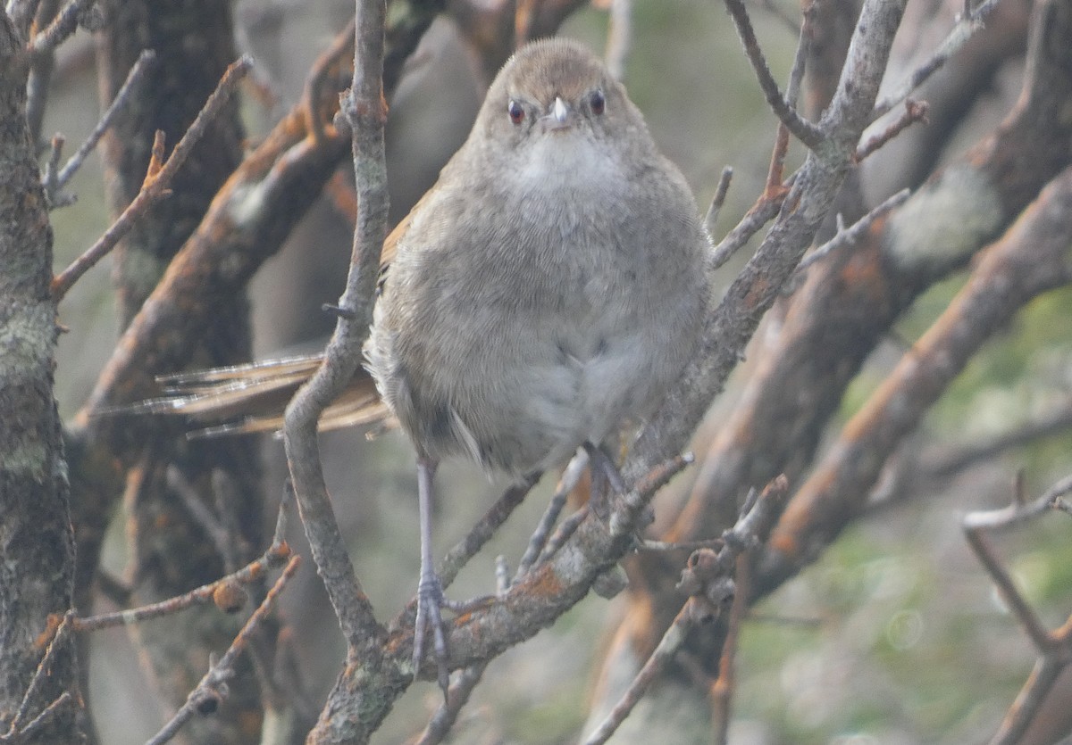 Eastern Bristlebird - ML643843669
