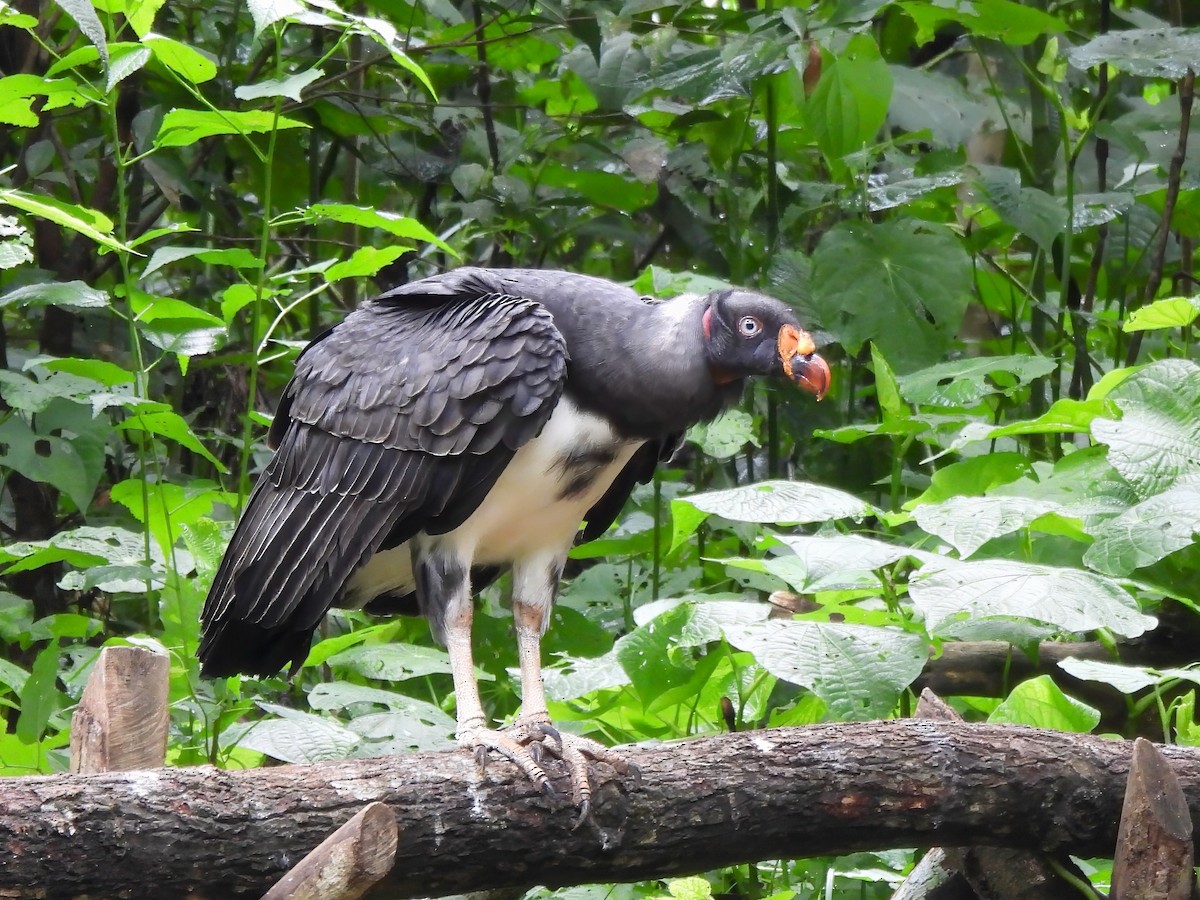 King Vulture - ML643843670