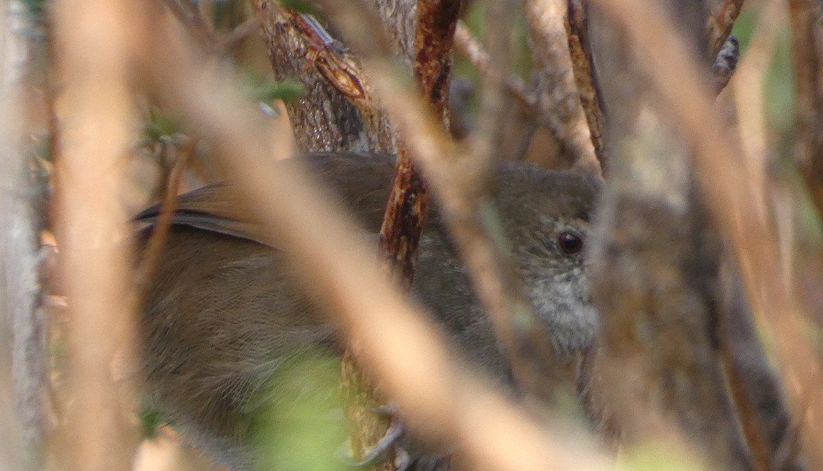 Eastern Bristlebird - ML643843671