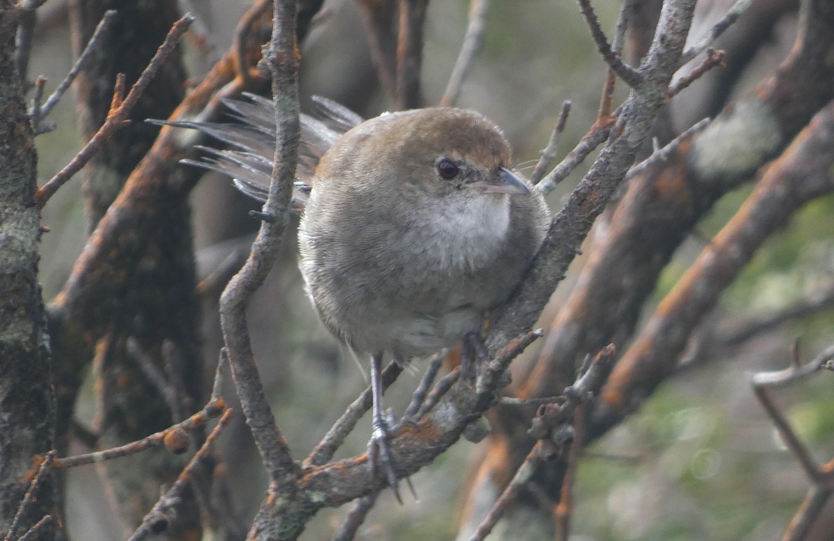 Eastern Bristlebird - ML643843677