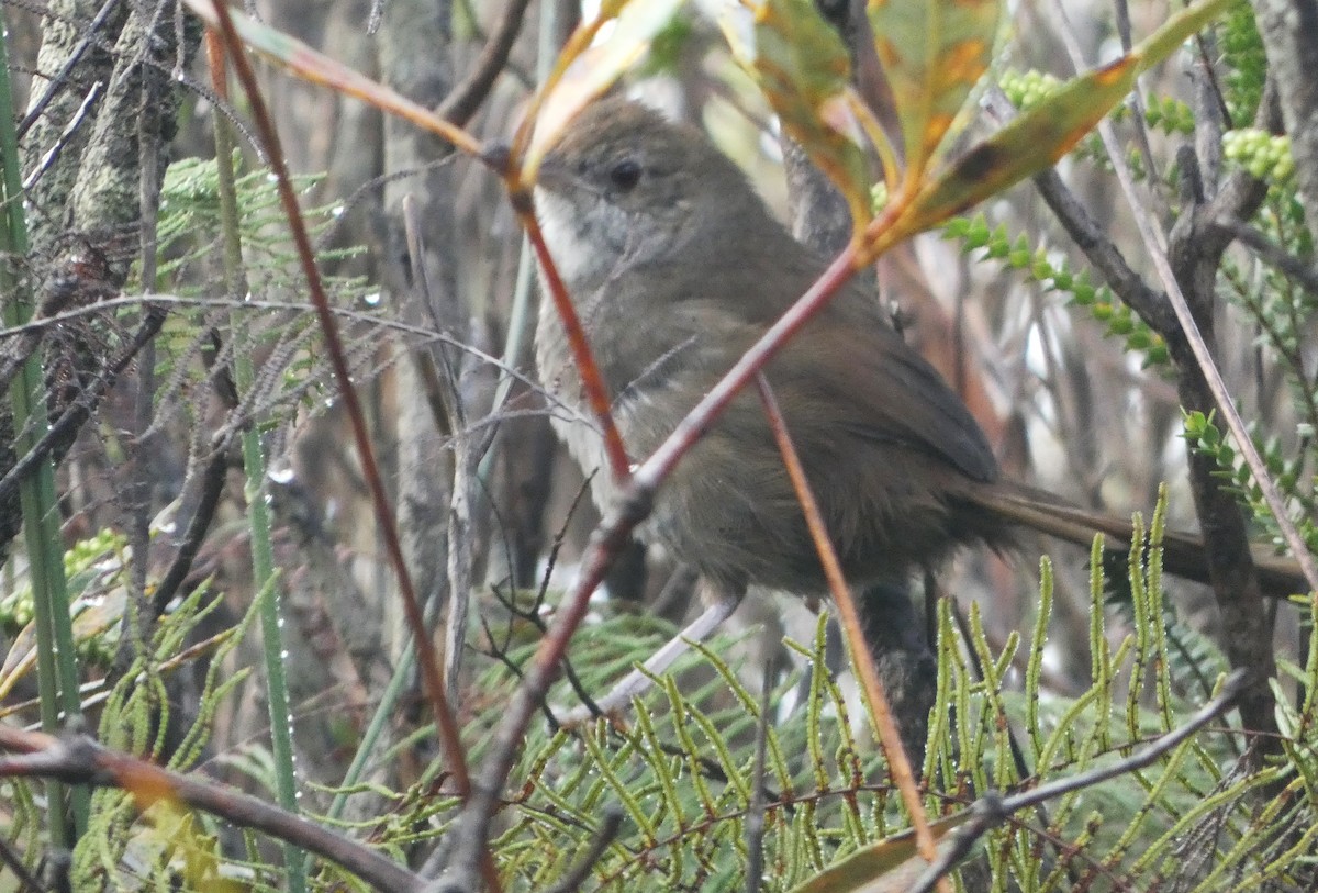 Eastern Bristlebird - ML643843680