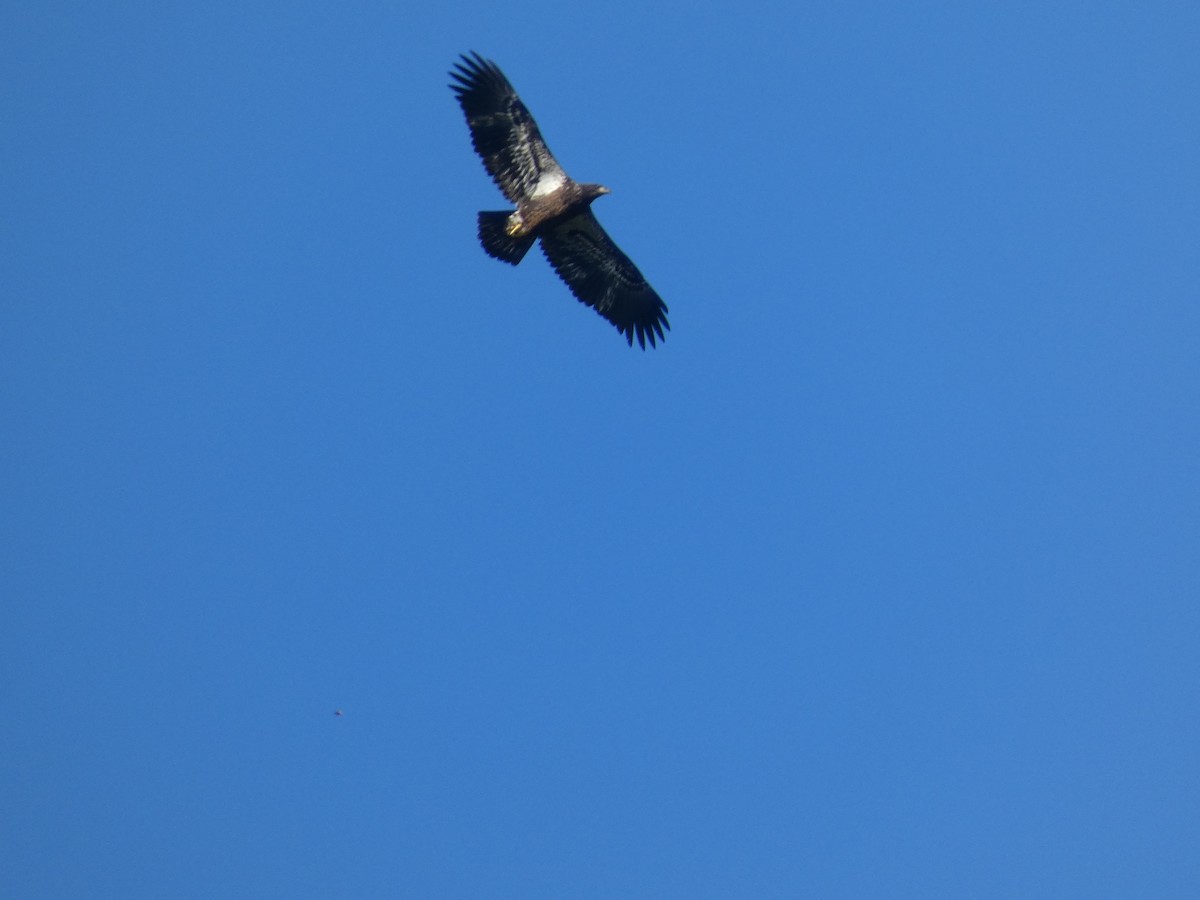 Bald Eagle - ML643843683