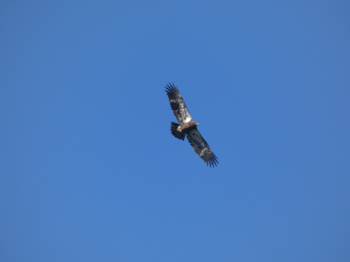 Bald Eagle - ML643843684