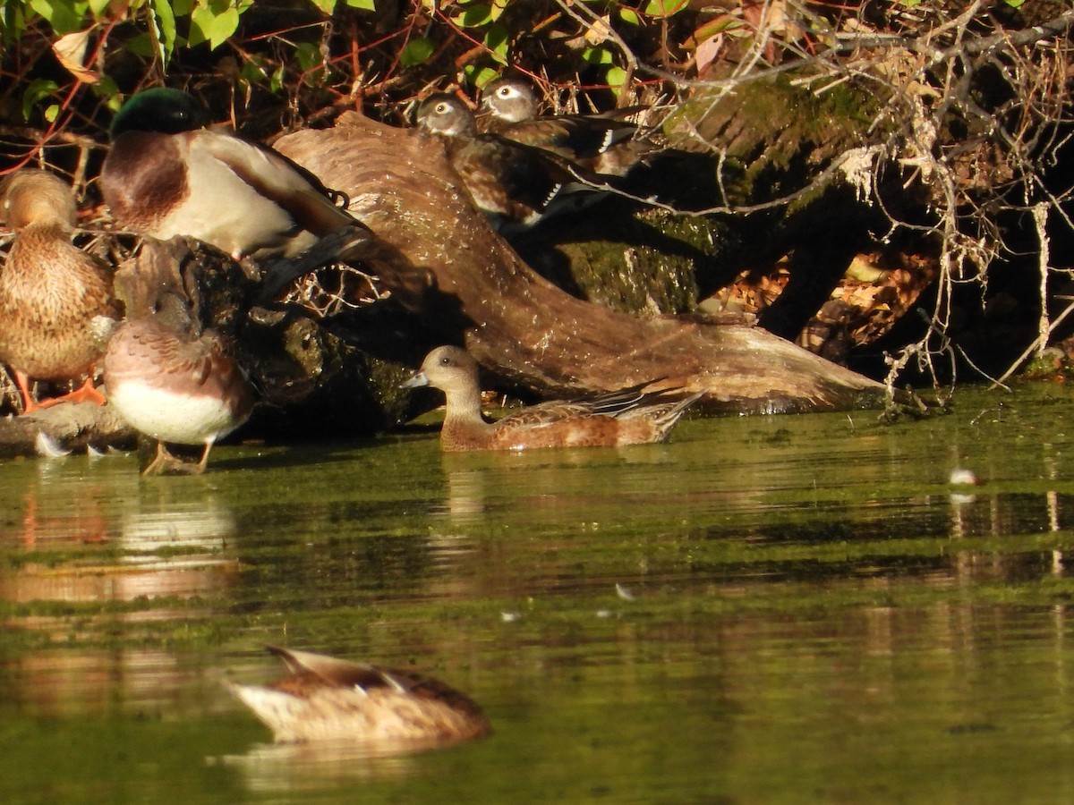 American Wigeon - ML643843690