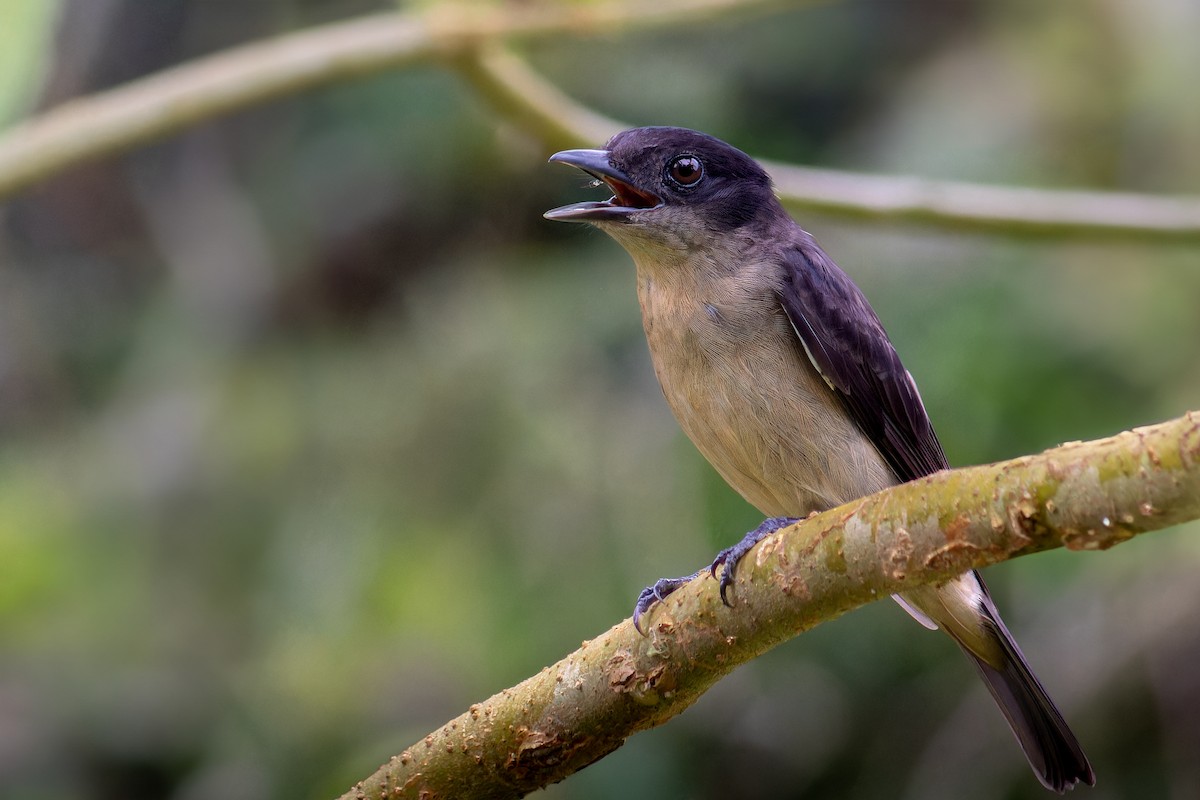 Crested Becard - ML643843730