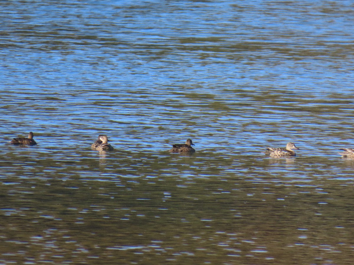 Blue-winged Teal - ML643843746