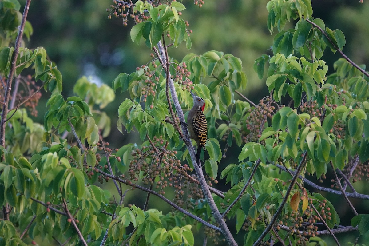 Hispaniolan Woodpecker - ML643843758