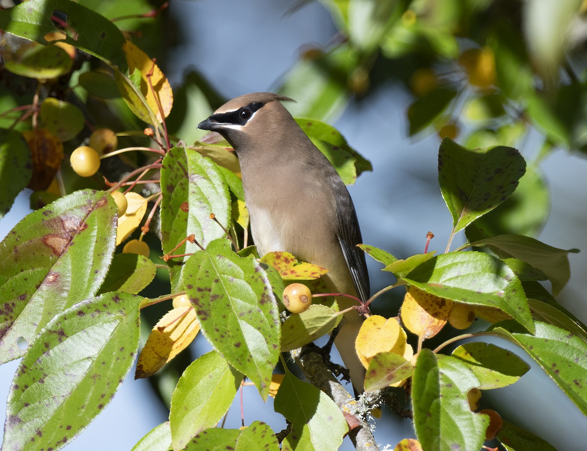 Cedar Waxwing - ML643843759