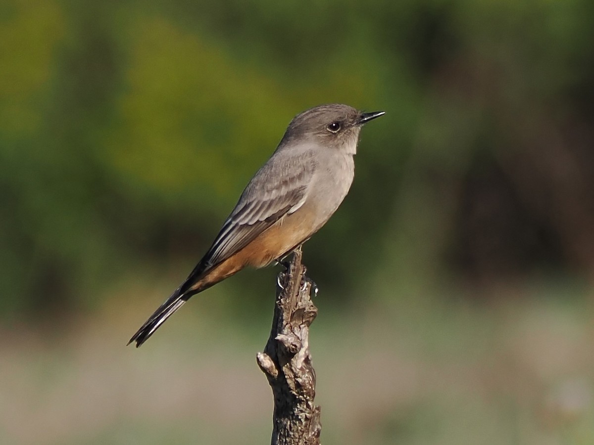 Say's Phoebe - ML643843781