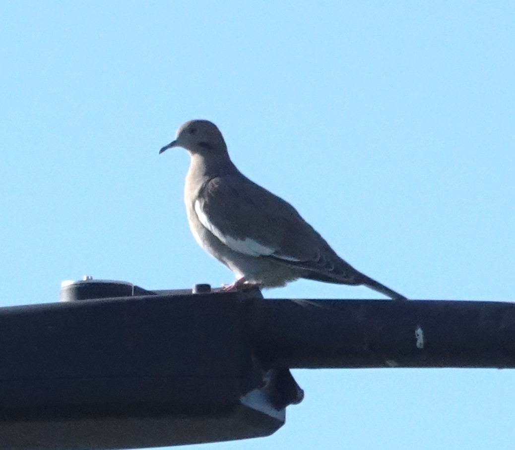White-winged Dove - ML643843786