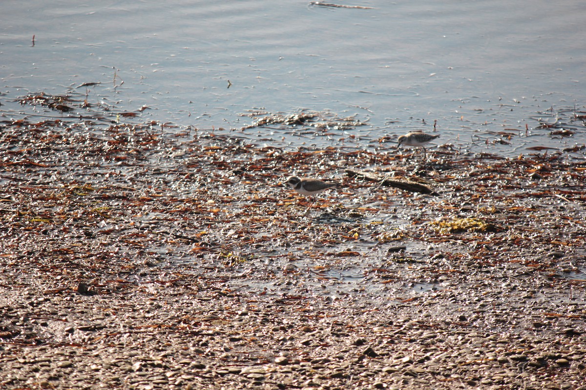 Semipalmated Plover - ML643843795