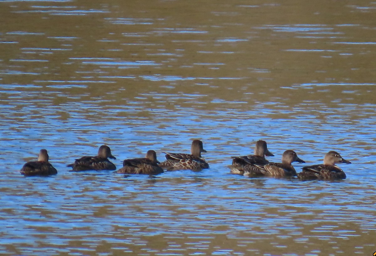 Blue-winged Teal - ML643843796