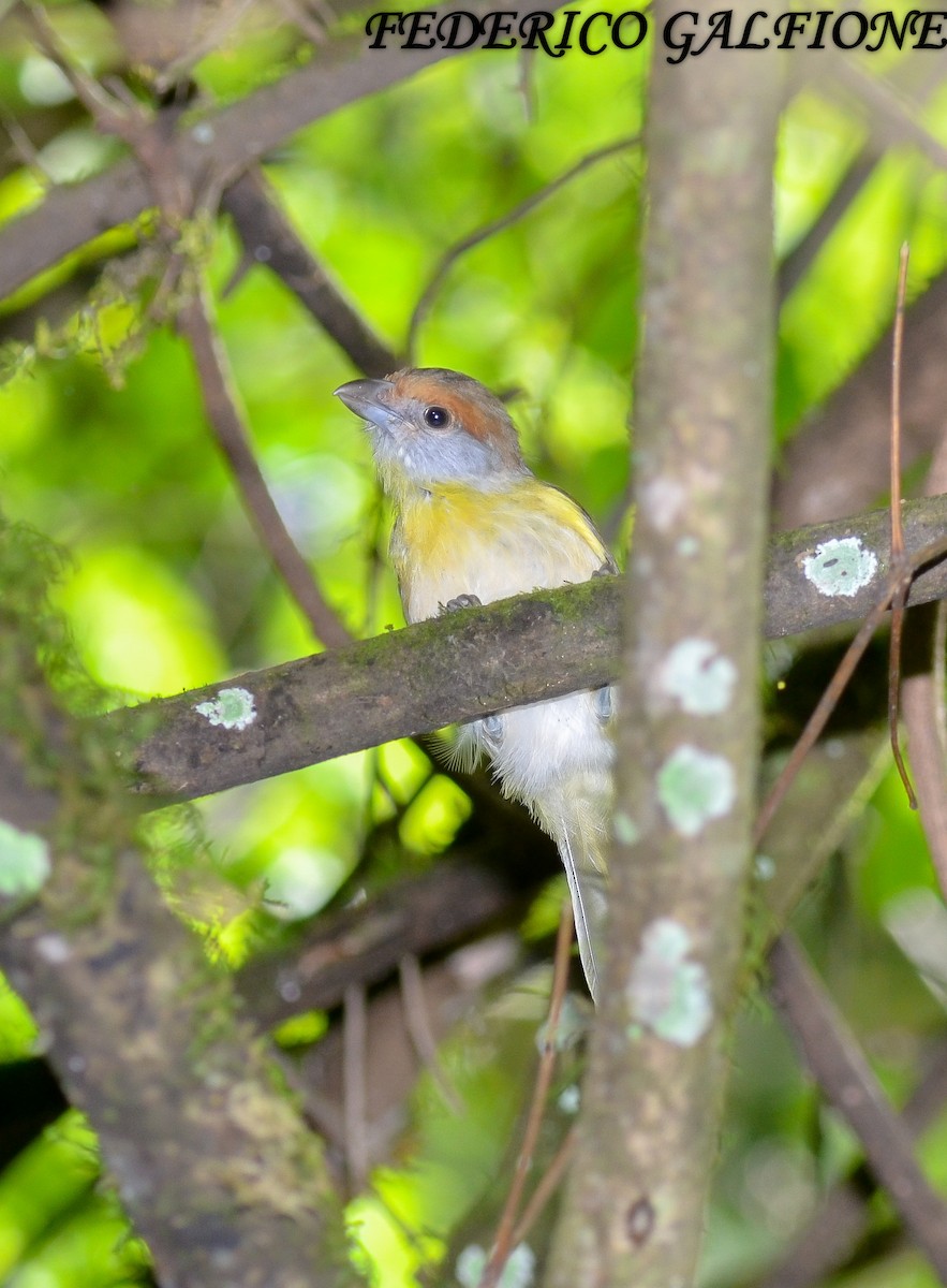 Rufous-browed Peppershrike - ML643843807