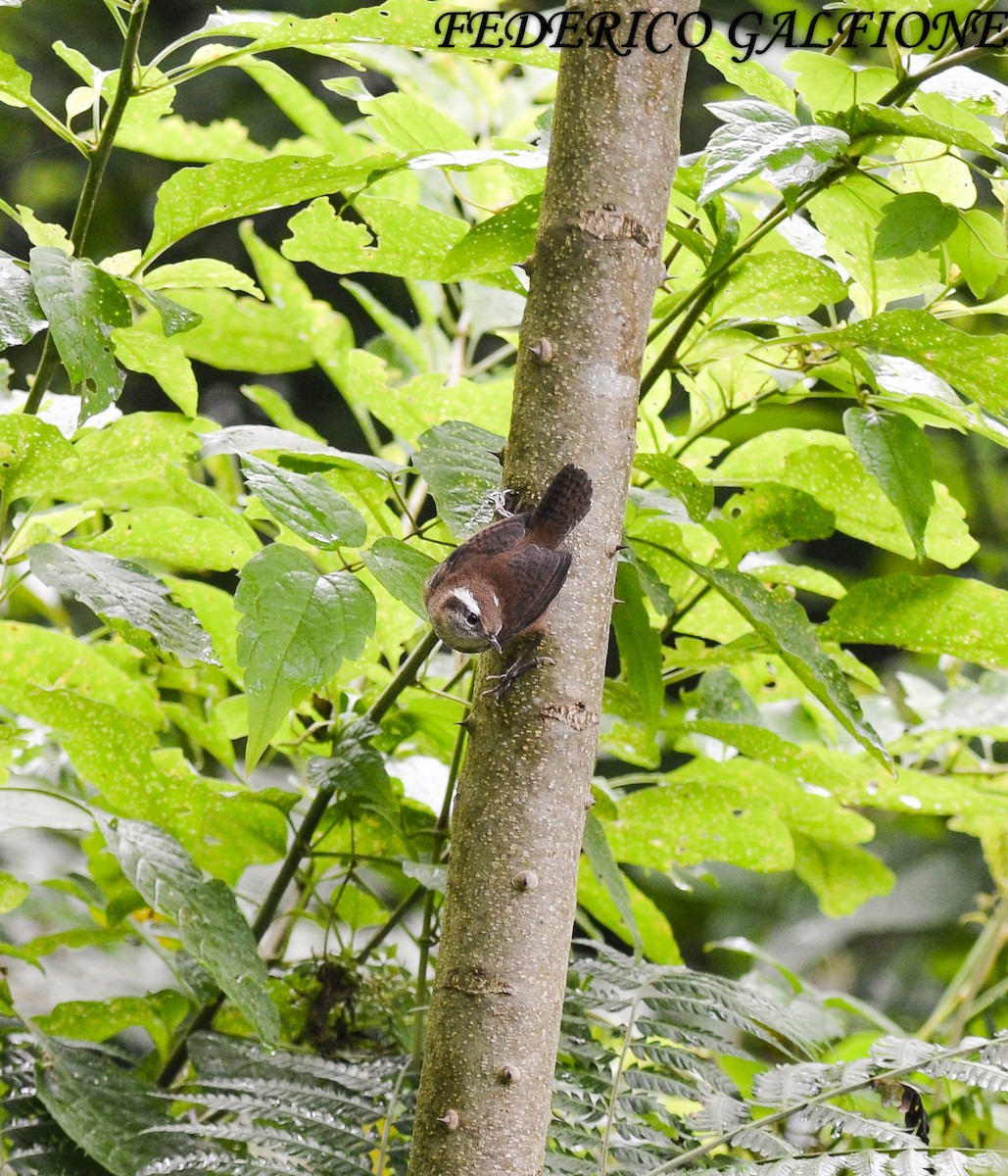 Mountain Wren - ML643843815