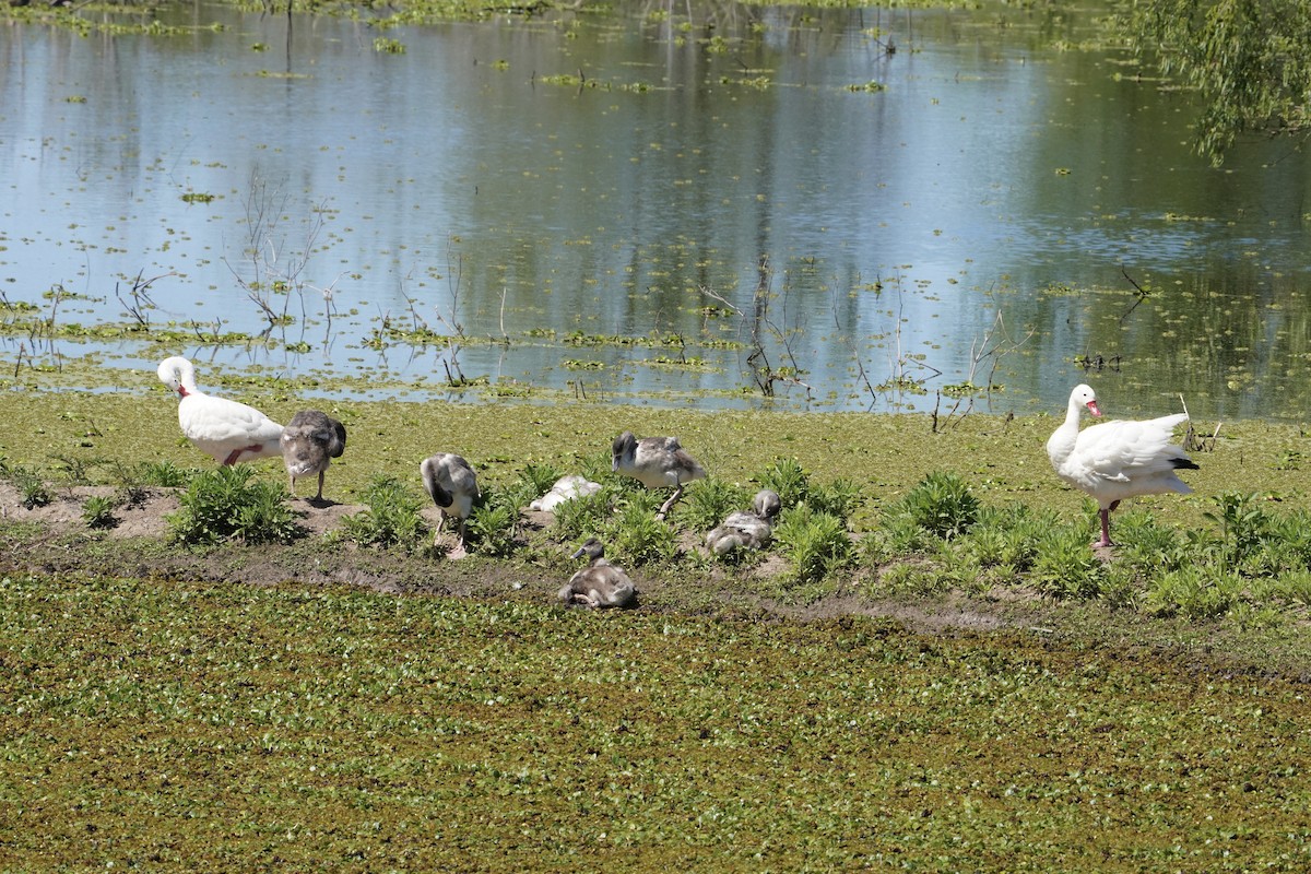 Coscoroba Swan - ML643843824