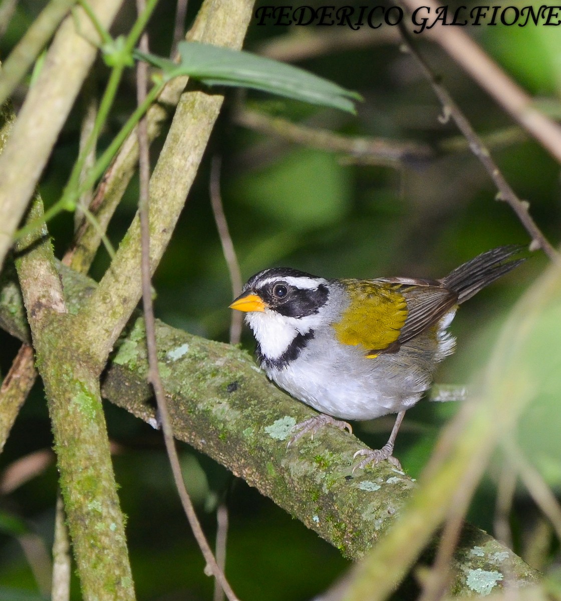 Moss-backed Sparrow - ML643843826