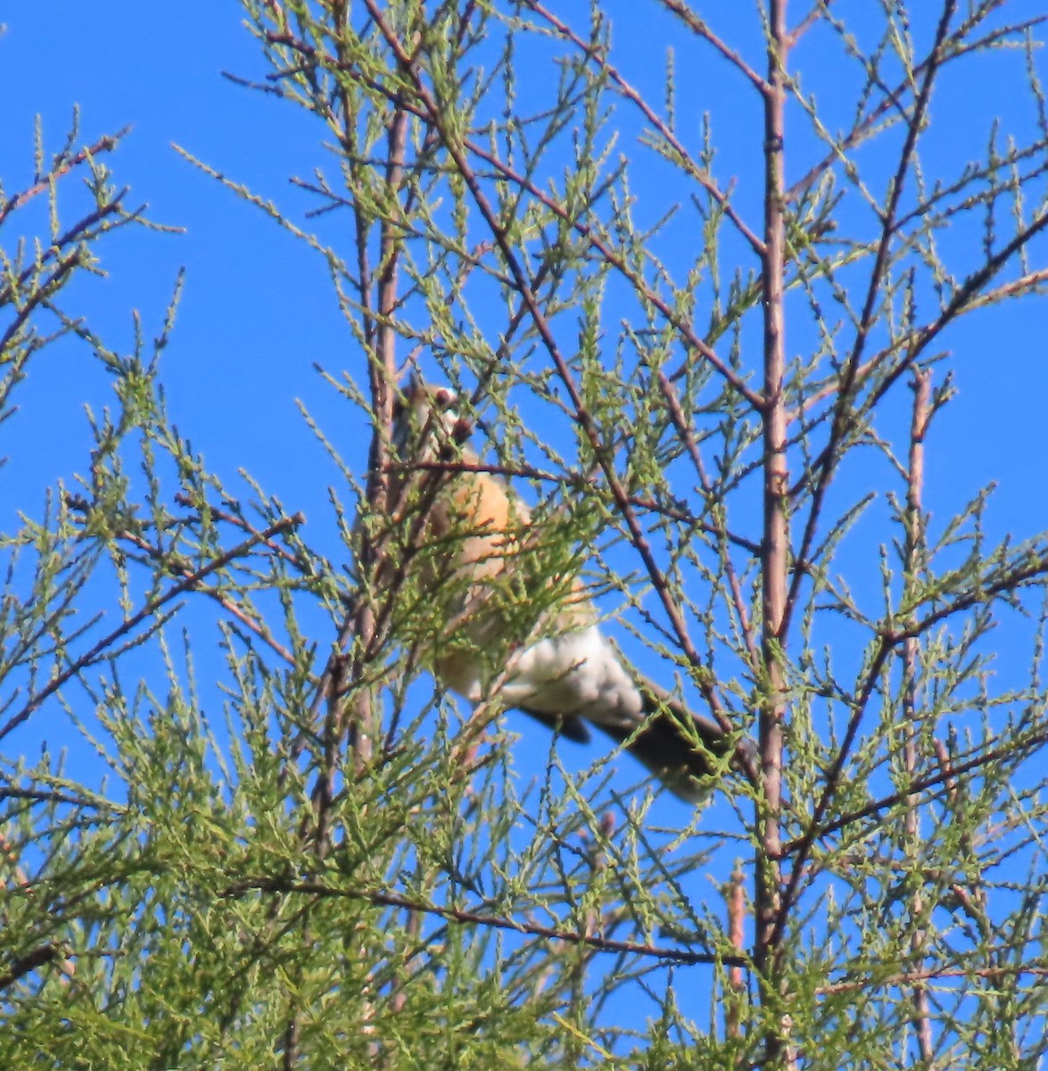 American Robin - ML643843827