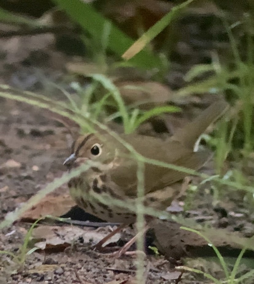 Ovenbird - ML643843828